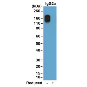 Biotin Anti-Mouse IgG2a Kappa Rabbit Monoclonal Antibody, Clone RM107