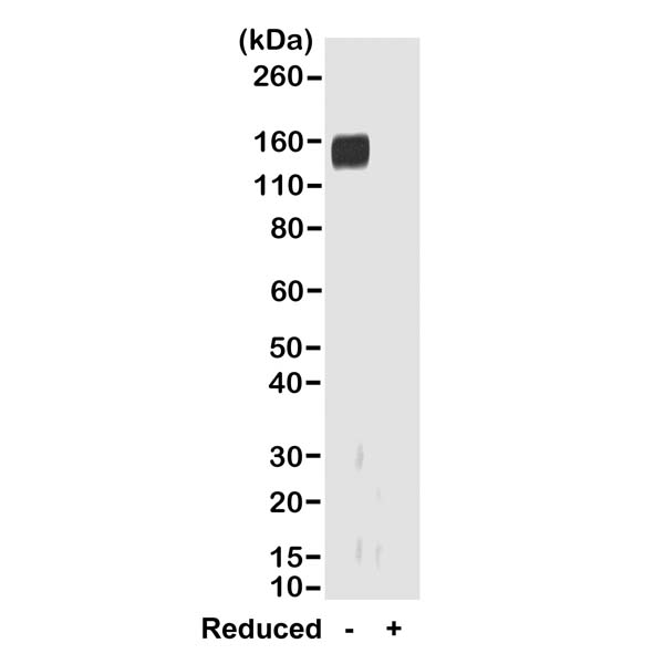 Biotin Anti-Rabbit IgG Fab Goat Monoclonal Antibody, Clone RMG01