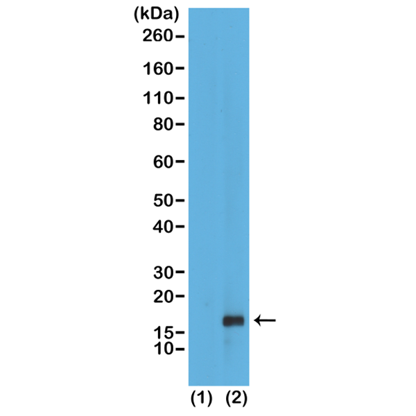 Anti-Monomethyl-Histone H3 (Lys79) Rabbit Monoclonal Antibody, Clone RM147