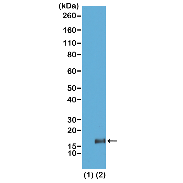 Anti-Trimethyl-Histone H3 (Lys36) Rabbit Monoclonal Antibody, Clone RM155