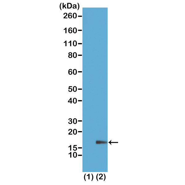 Anti-Monomethyl-Histone H3 (Lys18) Rabbit Monoclonal Antibody, Clone RM167