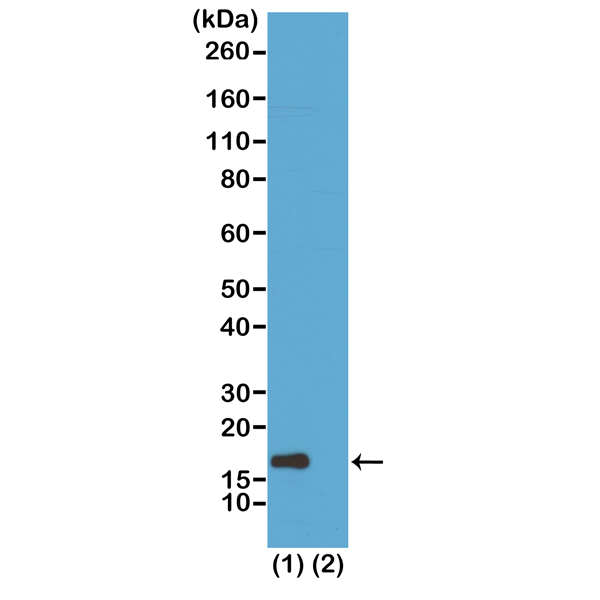 Anti-Acetyl-Histone H3 (Lys56) Rabbit Monoclonal Antibody, Clone RM179