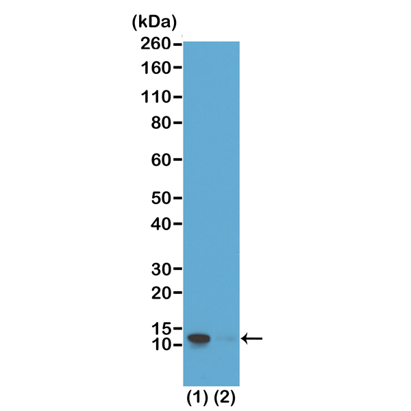 Anti-Phospho-Histone H4 (pSer1) Rabbit Monoclonal Antibody, Clone RM194