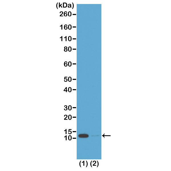 Anti-Acetyl-Histone H4 (Lys16) Rabbit Monoclonal Antibody, Clone RM204