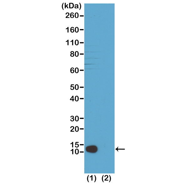 Anti-Trimethyl-Histone H4 (Lys20) Rabbit Monoclonal Antibody, Clone RM208