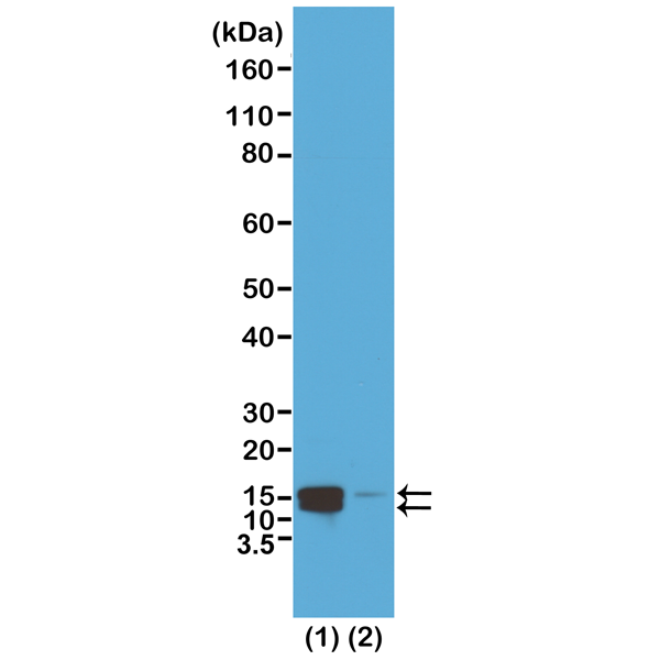 Anti-Phospho-Histone H2A/H4 (pSer1) Rabbit Monoclonal Antibody, Clone RM216