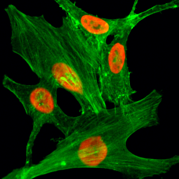 Anti-Acetyl-Histone H2.AZ (Lys4) Rabbit Monoclonal Antibody, Clone RM221
