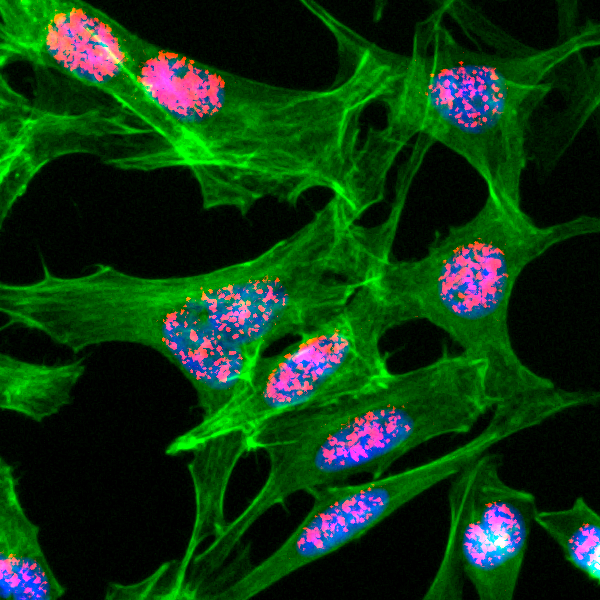 Anti-Acetyl-Histone H3 (Lys23) Rabbit Monoclonal Antibody, Clone RM169