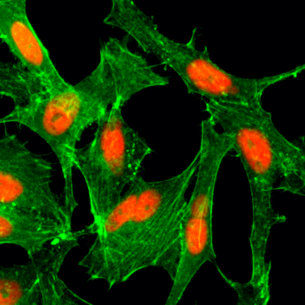 Anti-Acetyl-Histone H4 (Lys12) Rabbit Monoclonal Antibody, Clone RM202