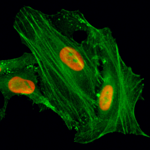 Anti-Acetyl-Histone H4 (Lys8) Rabbit Monoclonal Antibody, Clone RM201
