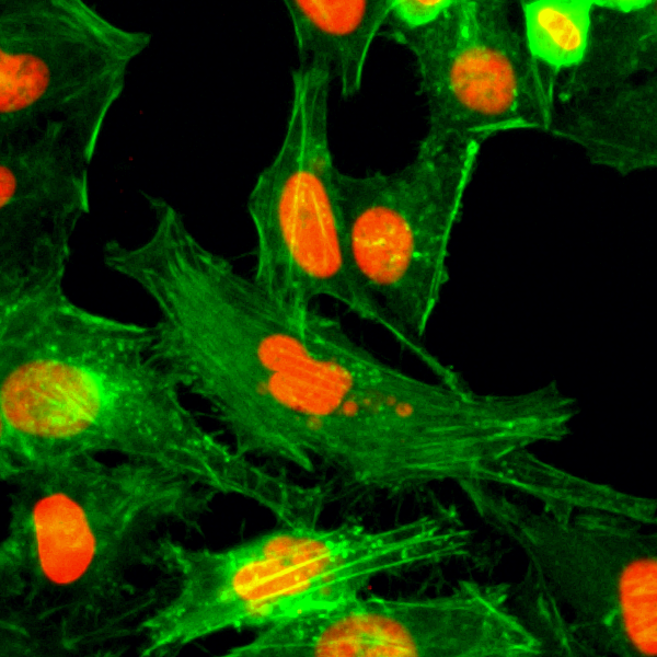 Anti-Monomethyl-Histone H4 (Arg3) Rabbit Monoclonal Antibody, Clone RM195