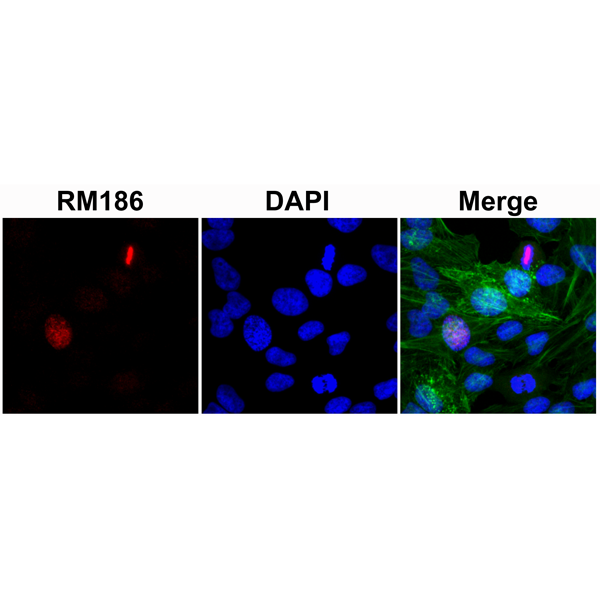 Anti-Histone H3 (Unmodifed Lys4) Rabbit Monoclonal Antibody, Clone RM186