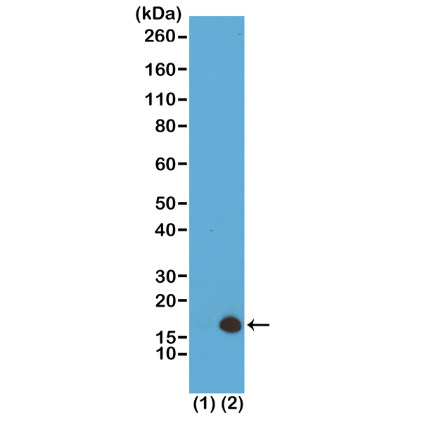 Anti-Trimethyl-Histone H3 (Lys79) Rabbit Monoclonal Antibody, Clone RM157
