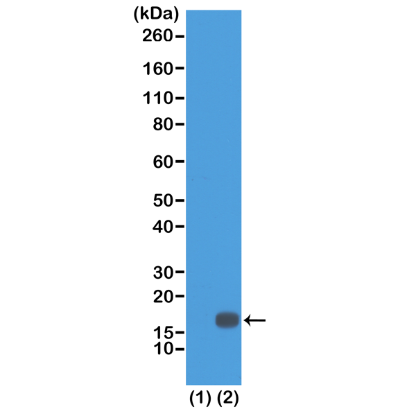 Anti-Dimethyl-Histone H3 (Lys18) Rabbit Monoclonal Antibody, Clone RM168
