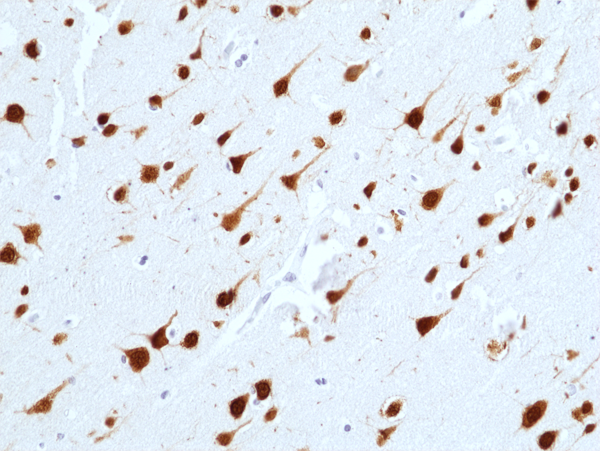Anti-NeuN (Fox3, RBFOX3) Rabbit Monoclonal Antibody, Clone RM312
