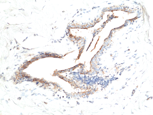 Anti-Asprosin Rabbit Monoclonal Antibody, Clone RM463