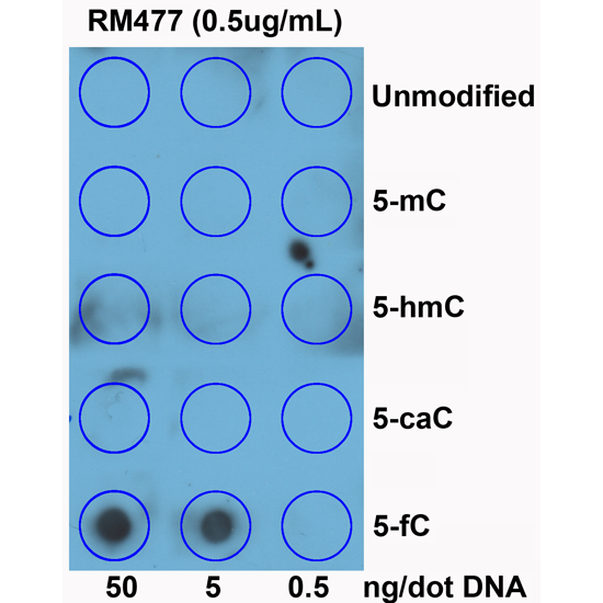 Anti-5-Formylcytosines (5-fC) Rabbit Monoclonal Antibody, Clone RM477