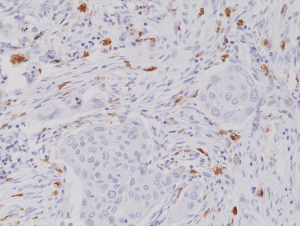 Immunohistochemical