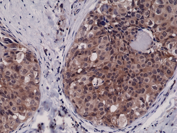 Anti-Caspase-3 Rabbit Monoclonal Antibody, Clone RM250