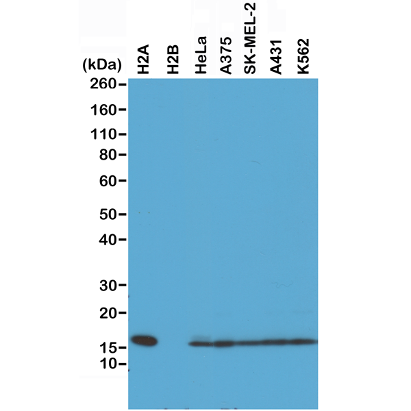 Anti-Histone H2A Rabbit Monoclonal Antibody, Clone RM225