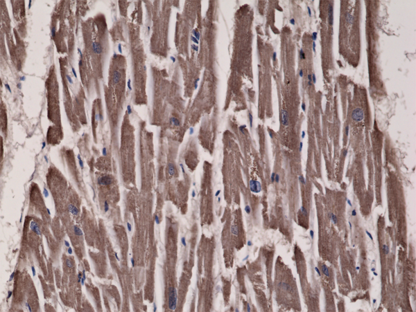Anti-Acetyl-CoA Carboxylase 1 Rabbit Monoclonal Antibody, Clone RM232
