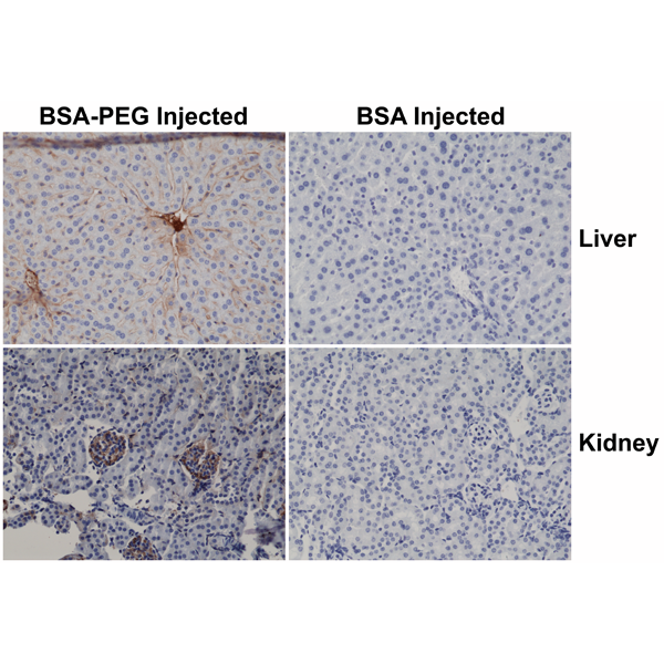 Biotin Anti-PEG (methoxy group) Rabbit Monoclonal Antibody, Clone RM105