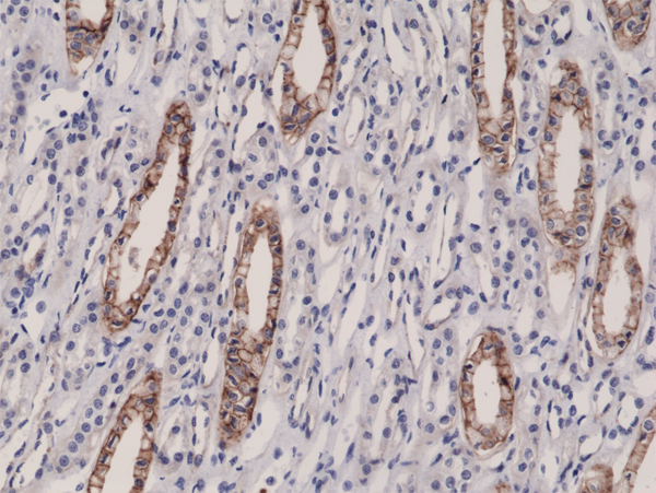 Anti-JAM1 Rabbit Monoclonal Antibody Rabbit Monoclonal Antibody, Clone RM275