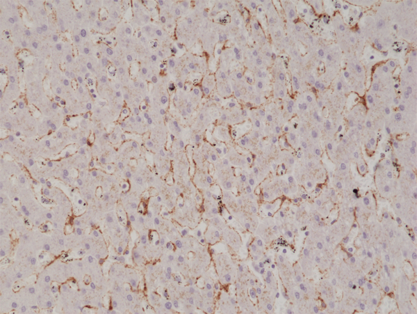 Anti-Caveolin-1 Rabbit Monoclonal Antibody, Clone RM325
