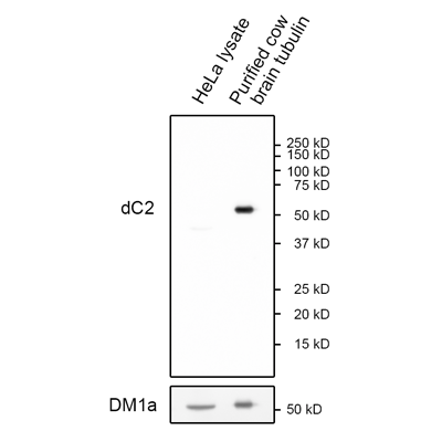 Anti-&Delta;C2 &alpha;-Tubulin (dC2-alpha-tubulin) Rabbit Monoclonal Antibody, Clone RM447