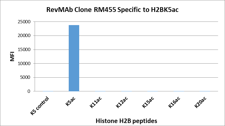 Anti-Acetyl-Histone H2B (Lys5) Rabbit Monoclonal Antibody, Clone RM455