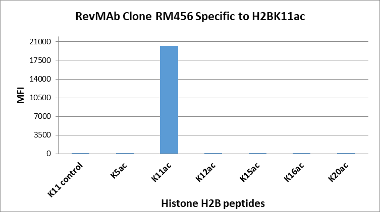 Anti-Acetyl-Histone H2B (Lys11) Rabbit Monoclonal Antibody, Clone RM456