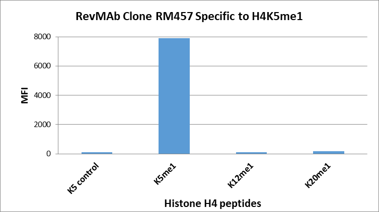 Anti-Monomethyl-Histone H4 (Lys5) Rabbit Monoclonal Antibody, Clone RM457