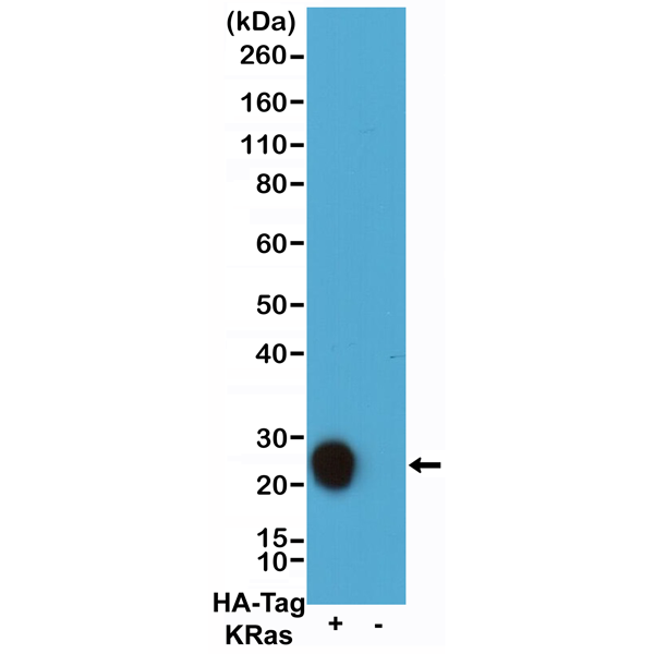 Anti-HA-Tag Rabbit Monoclonal Antibody, Clone RM305