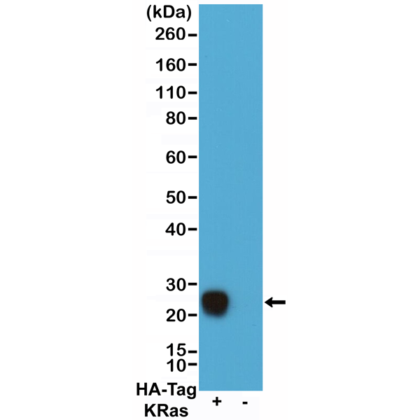Anti-HA-Tag Chimeric Human Monoclonal Antibody, Clone RMH02
