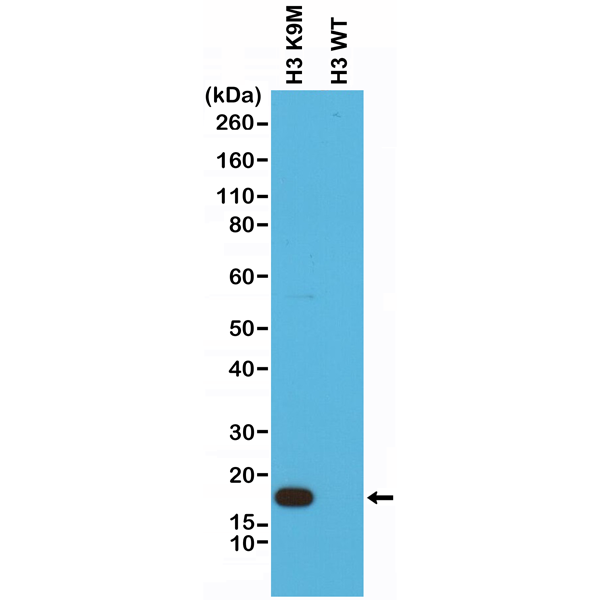 Anti-Histone H3 K9M Rabbit Monoclonal Antibody, Clone RM191