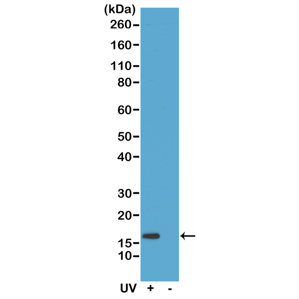 Anti-Gamma H2AX (phospho-Ser139) Rabbit Monoclonal Antibody, Clone RM224