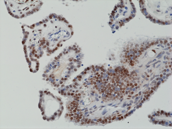 Anti-c-Fos Rabbit Monoclonal Antibody, Clone RM374