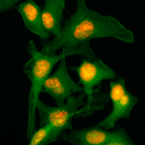 Anti-Histone H2B Rabbit Monoclonal Antibody, Clone RM230