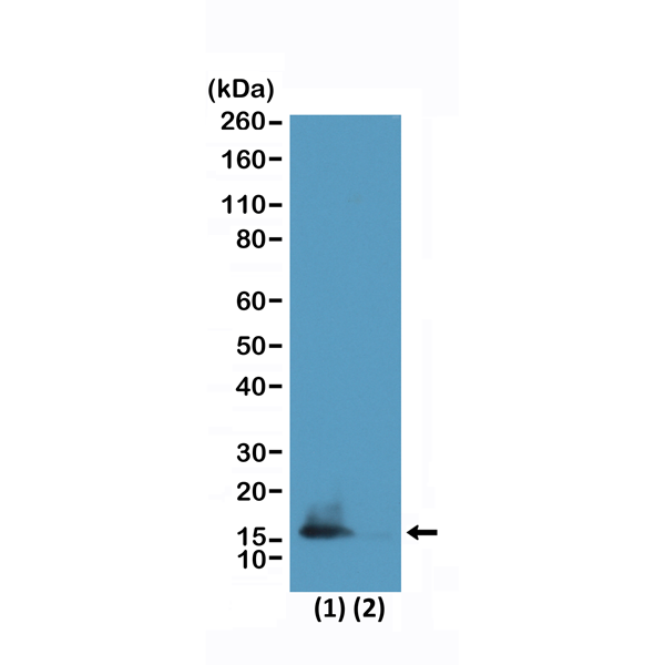 Anti-Dimethyl-Histone H3 (Lys9) and Acetyl-Histone H3 (Lys14) Rabbit Monoclonal Antibody, Clone RM322
