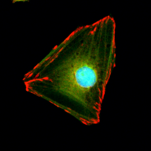Anti-Paxillin Rabbit Monoclonal Antibody Rabbit Monoclonal Antibody, Clone RM256