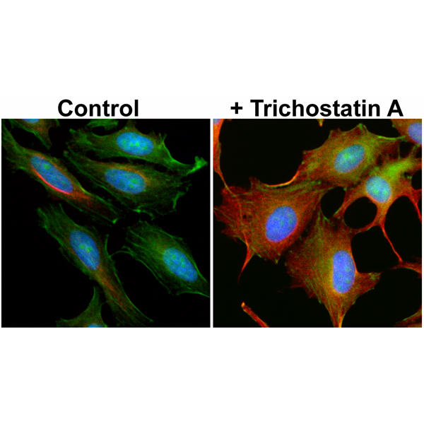 Anti-Acetyl-alpha-Tubulin (Lys40) Rabbit Monoclonal Antibody, Clone RM318