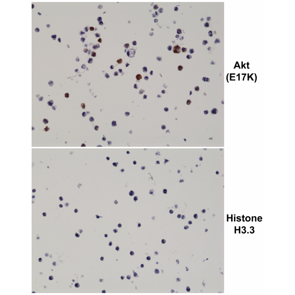 Anti-Akt (E17K Mutant) Rabbit Monoclonal Antibody, Clone RM336