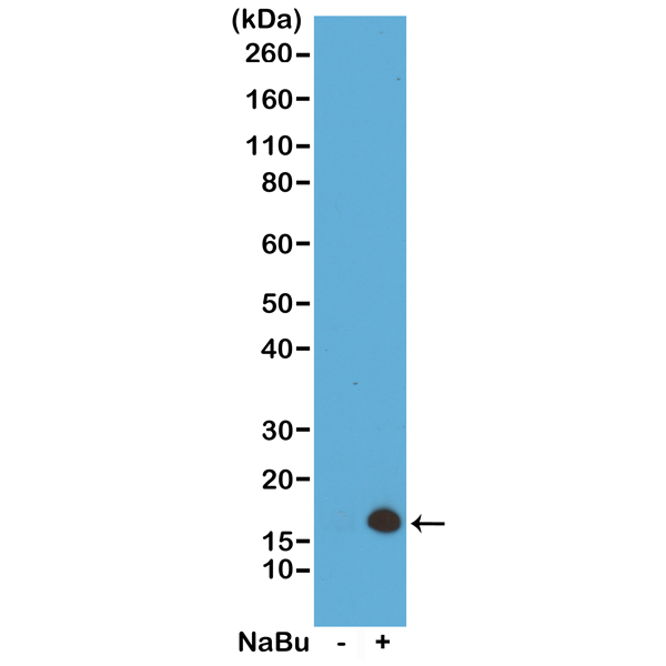 Anti-Acetyl-Histone H3 (Lys4) Rabbit Monoclonal Antibody, Clone RM149