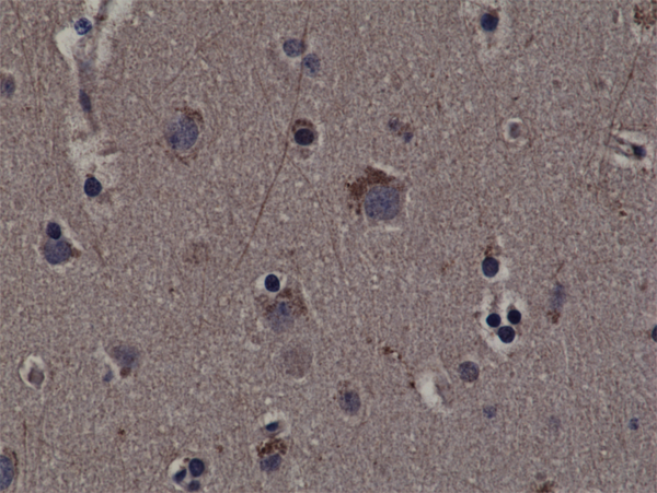 Anti-Phospho-Rsk1 (Thr359/Ser363)  Rabbit Monoclonal Antibody, Clone RM233