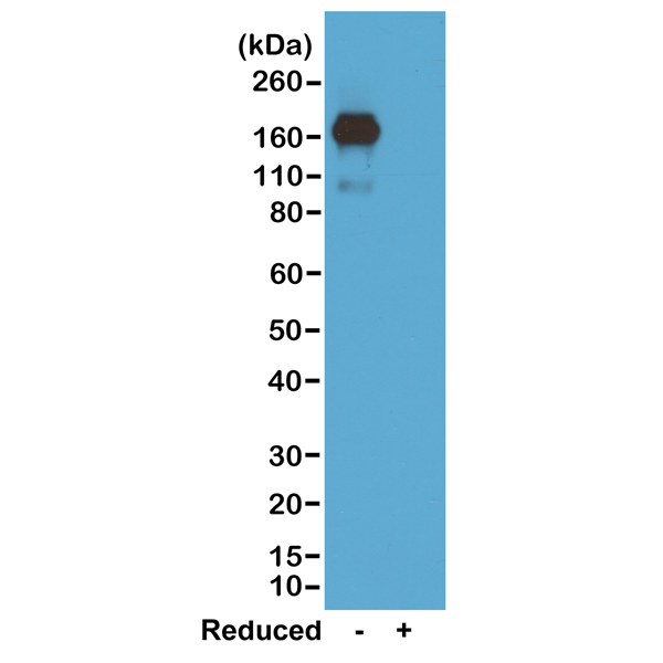Anti-Mouse IgA Rabbit Monoclonal Antibody, Clone RM220