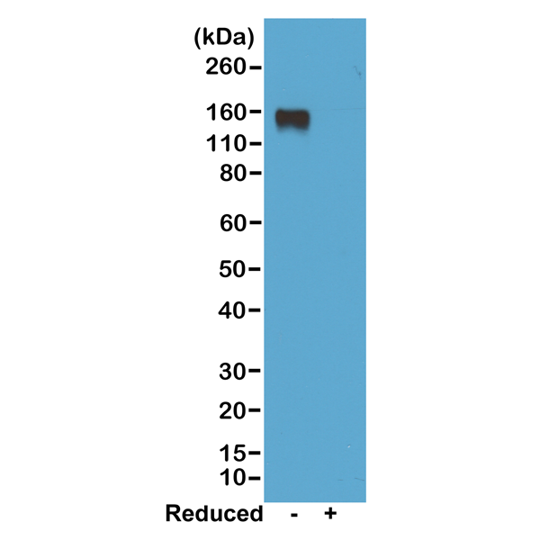 Anti-Mouse IgG2a Rabbit Monoclonal Antibody, Clone RM219