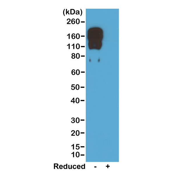 Anti-Mouse IgG2c Rabbit Monoclonal Antibody, Clone RM223