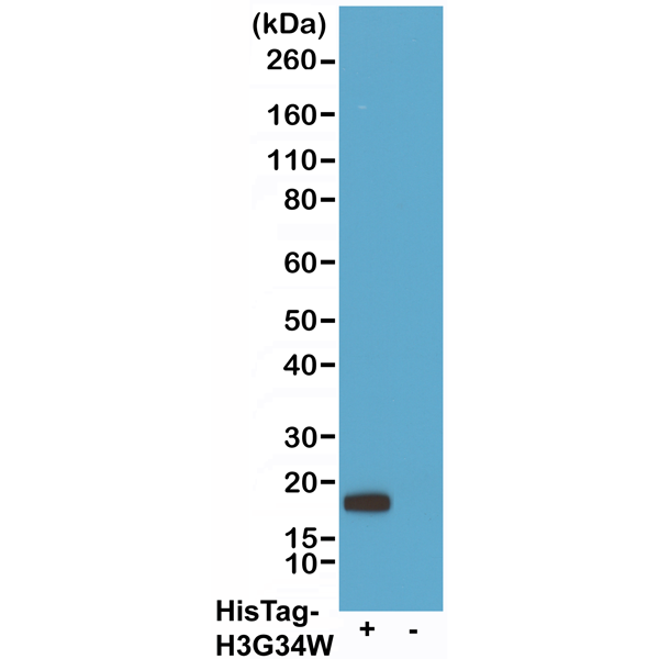 Anti-His-Tag Chimeric Human Monoclonal Antibody, Clone RMH01