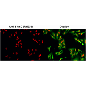 Immunocytochemical