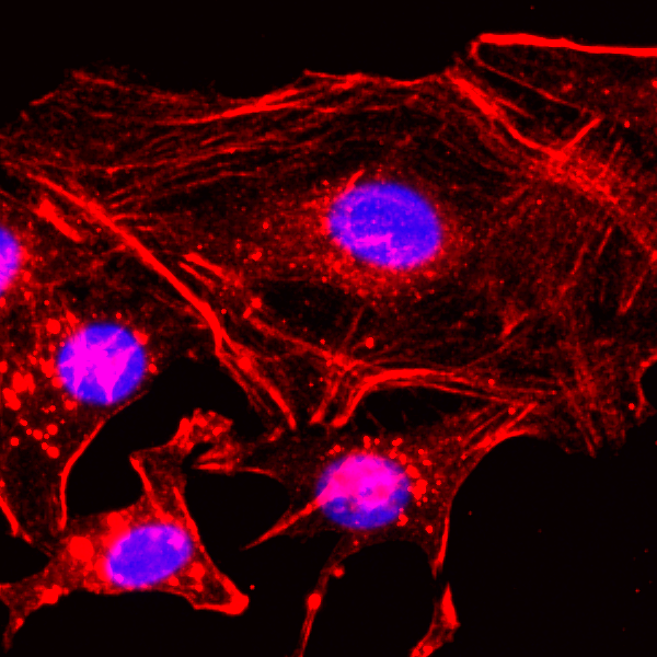 Anti-&beta;-Actin Rabbit Monoclonal Antibody, Clone RM112